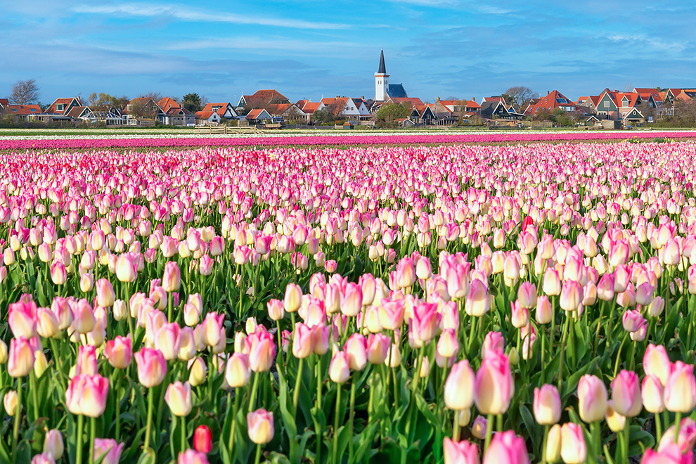 Kleurrijke bloembollenvelden op Texel