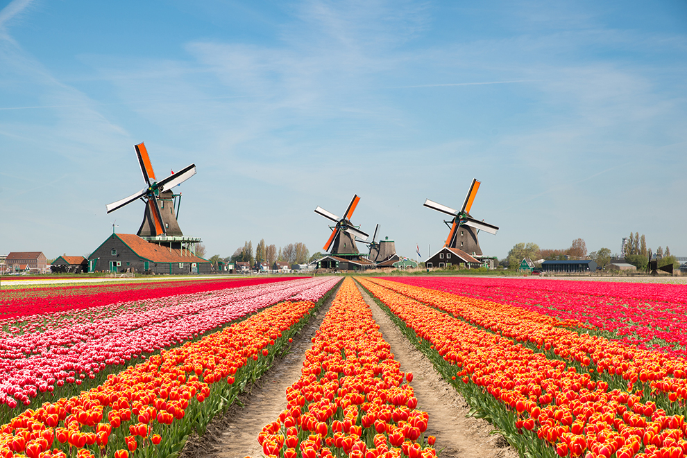 Kleurrijke tulpenvelden in de Bollenstreek in Zuid-Holland
