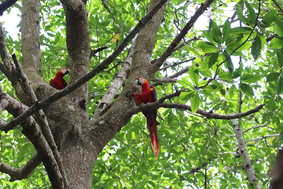 Papegaaien in de bomen in Costa Rica