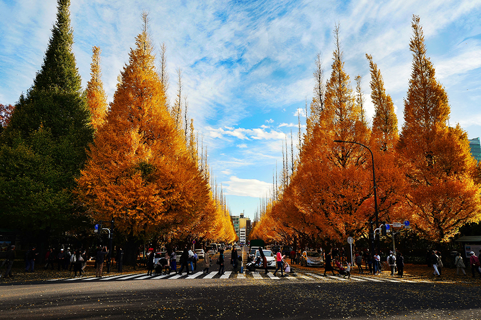 Herfst kleurt bomen oranje in Tokyo