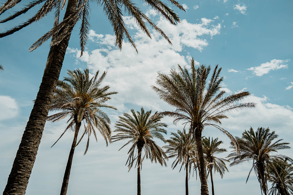 Palmbomen op een zonnige dag in Valencia