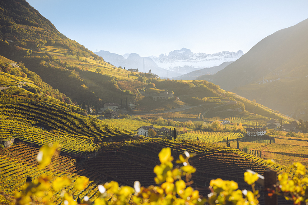 Wijngaarden van Zuid-Tirol