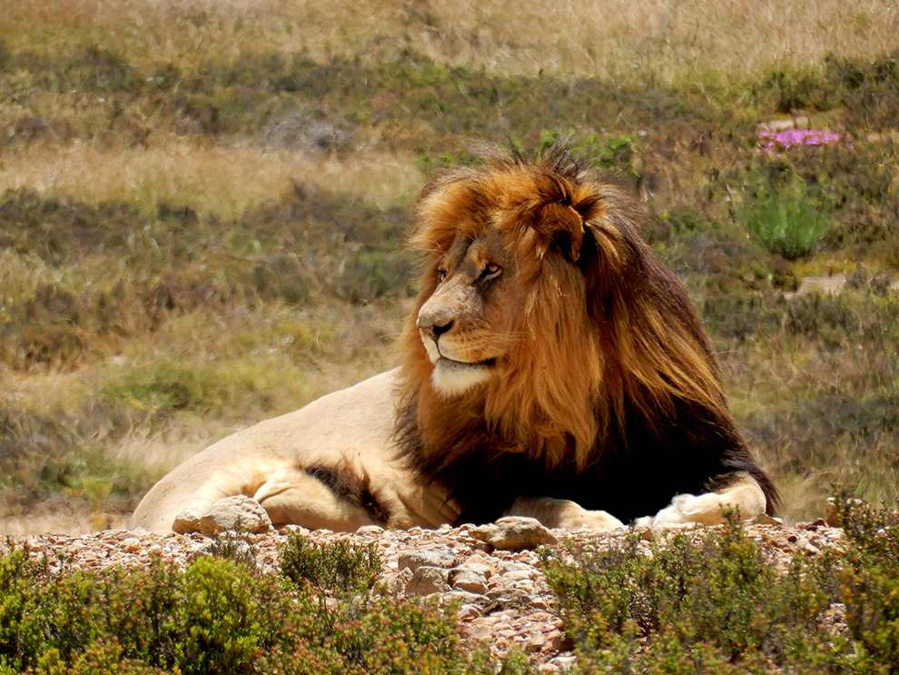 Leeuwen op safari in Zuid-Afrika