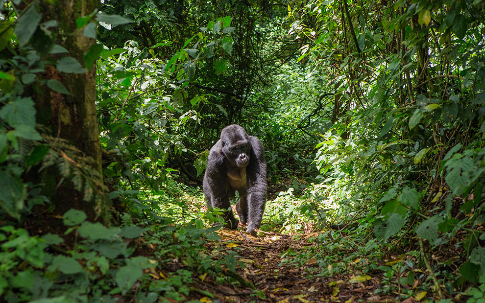 Gorilla loopt door bos in Uganda