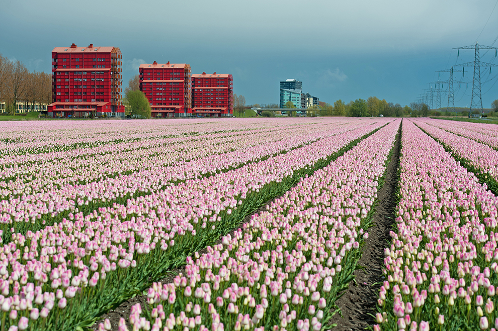 Regenboogwijk in Almere omringd door Tulpen