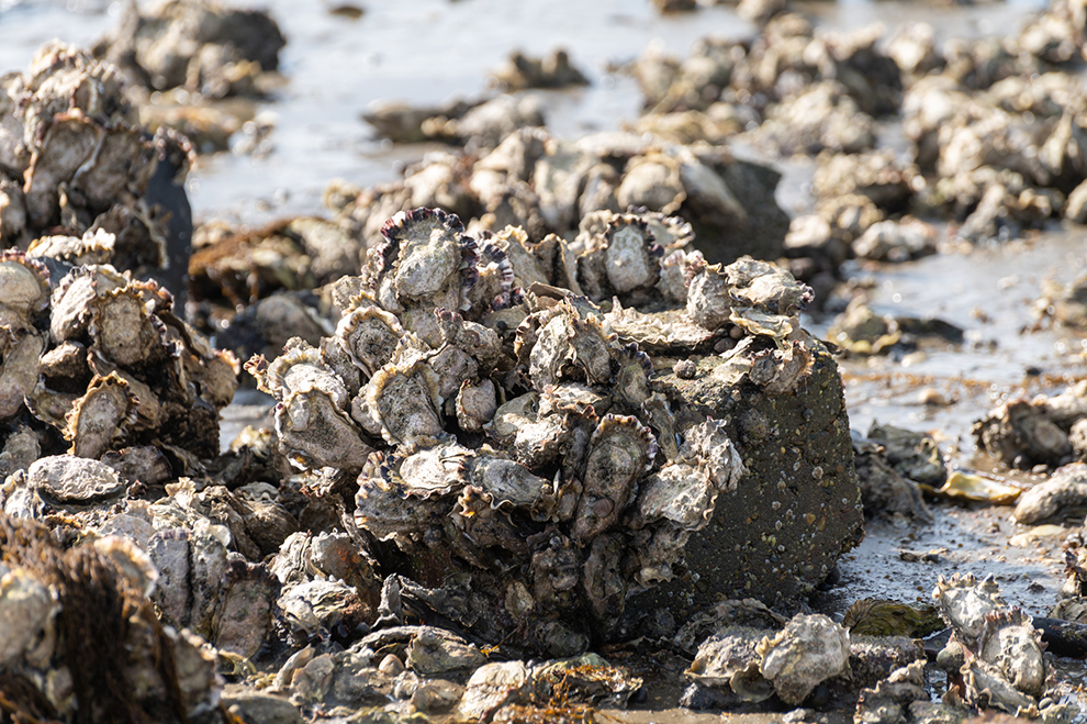Verse oesters van Yerseke, Zeeland