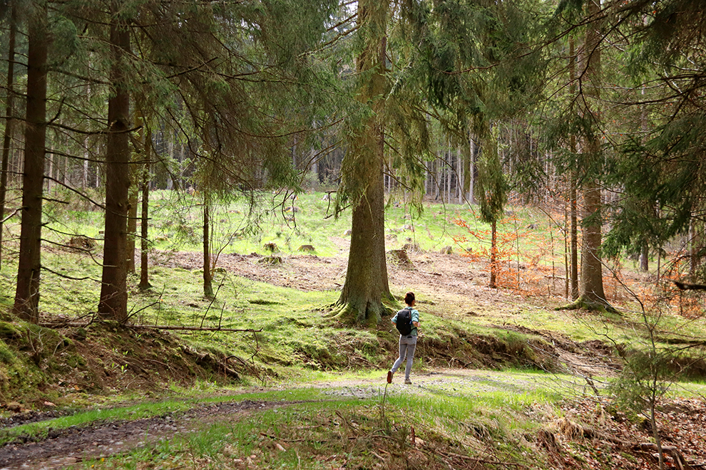 Wandelen door het groene bos in Tsjechië