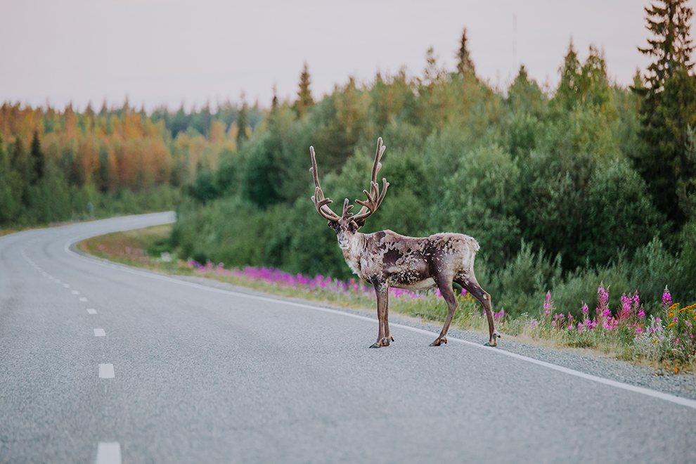 Wilde rendieren steken de weg over in Finland