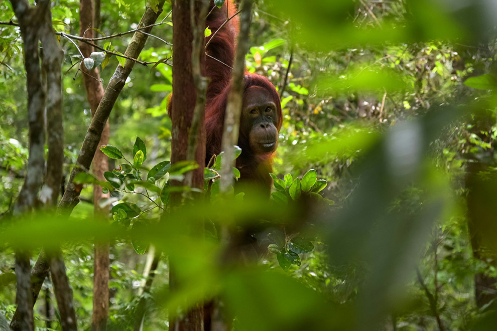 Orang-oetan in Indonesië