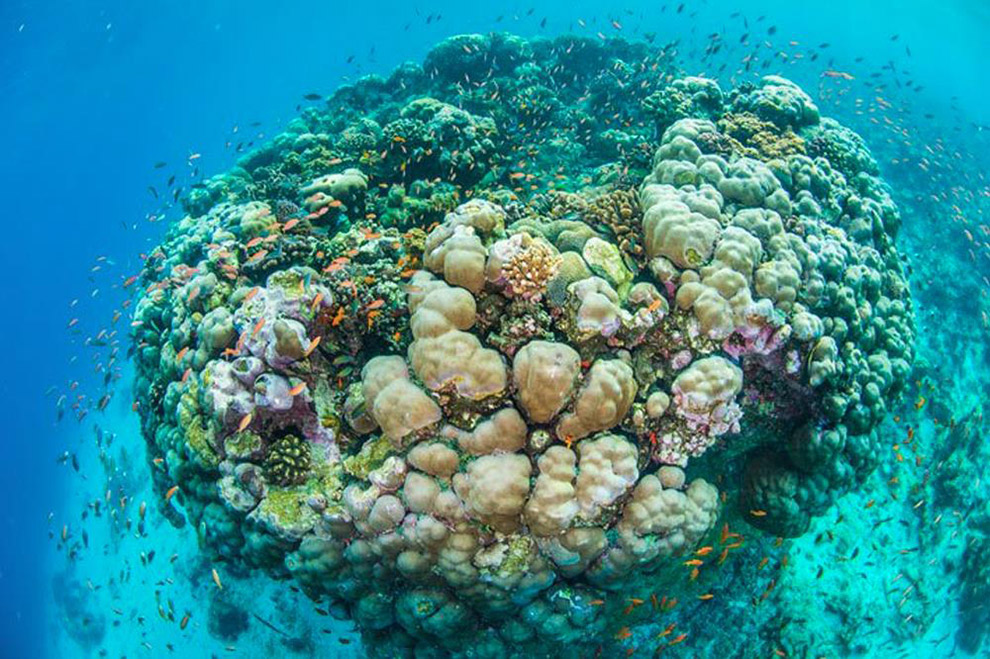 Levendig koraal in de blue hole bij het onderwater hotel van Manta Resort