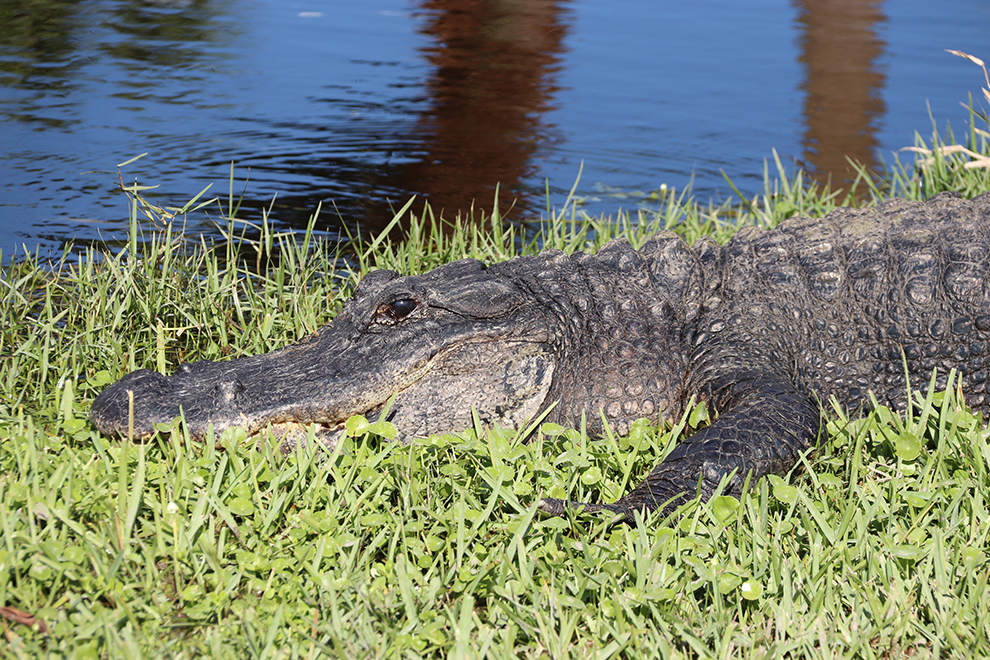 Alligator gespot naast auto in Florida