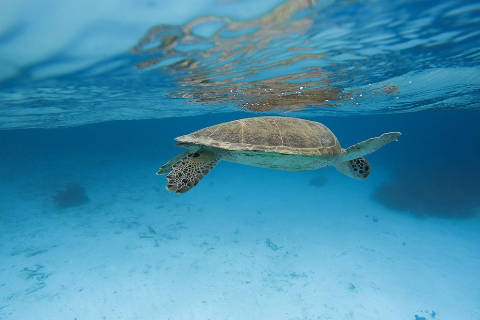 Zwemmen tussen de schildpadden in Bonaire