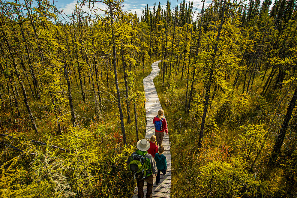 Wandelen door de bebossing van Prince Albert National Park