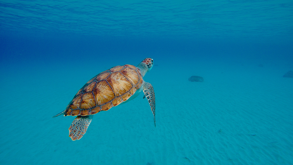 Schilpad zwemt onderwater door helderblauw water in Curacao