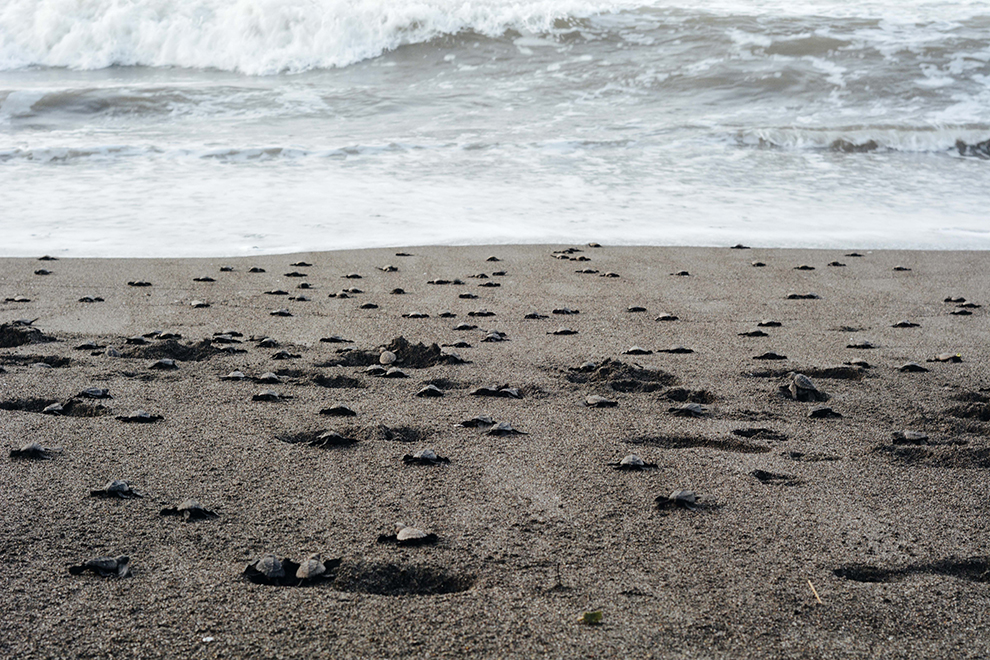Baby schildpadjes banen zich een weg naar de zee over het zwarte strand van Guatemala