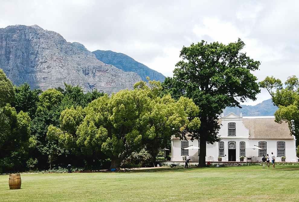 Groene tuin van wijngaard Stellenbosch in Kaapstad