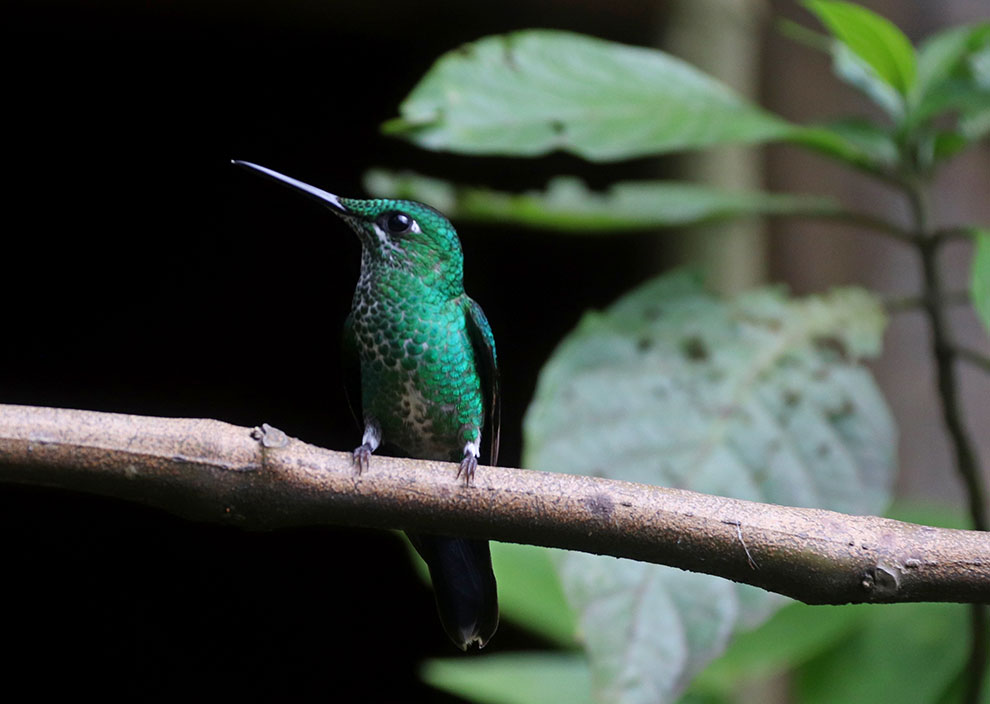 Kleurrijke Kolibrie in Costa Rica