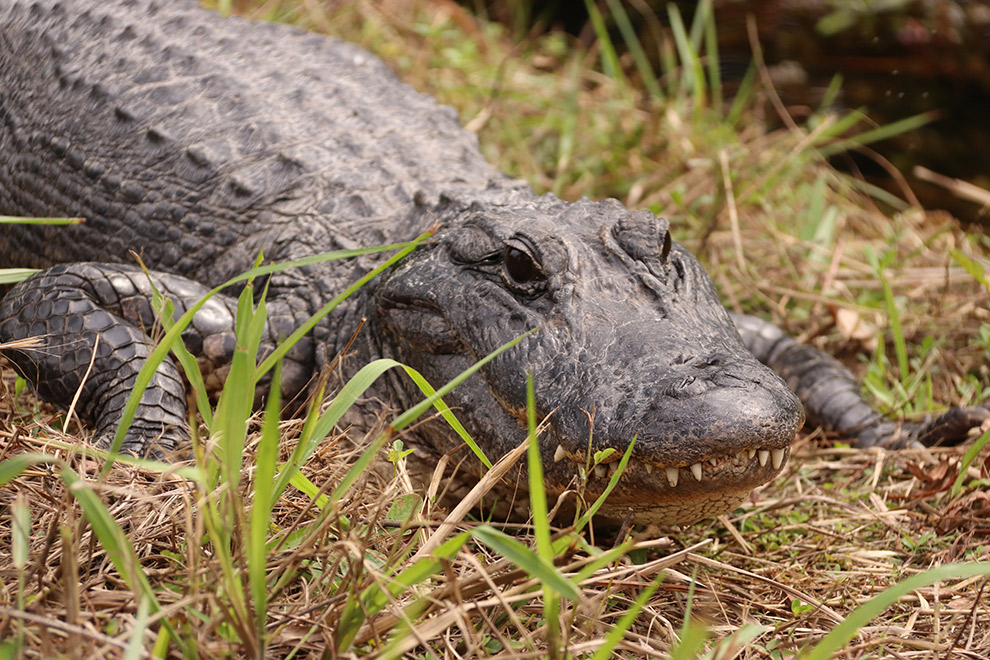 Alligator spotten in het Everglades National Park in Florida
