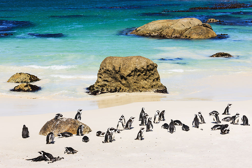 Pinguïns op het strand in Zuid Afrika