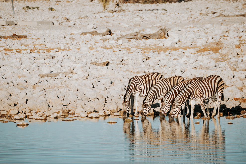 Zebra's bij het Etosha Safari Lodge in Namibië