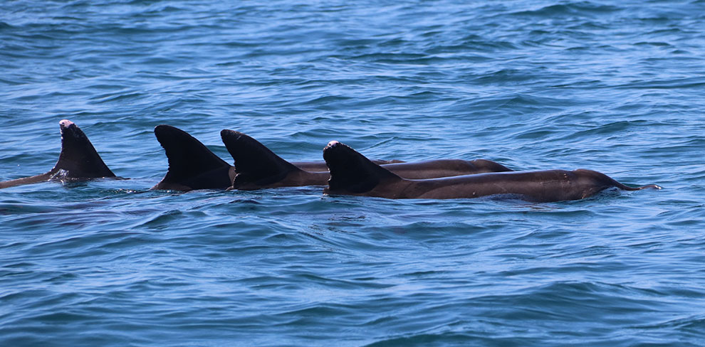 Dolfijnen komen boven water aan het strand in Costa Rica