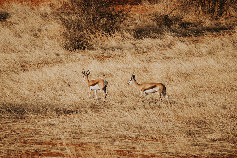 Springbokken in de zandwoestijn bij Kalahari in Namibië