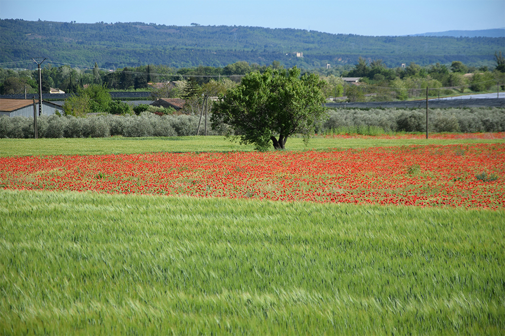 Een veld klaprozen in Manosque.