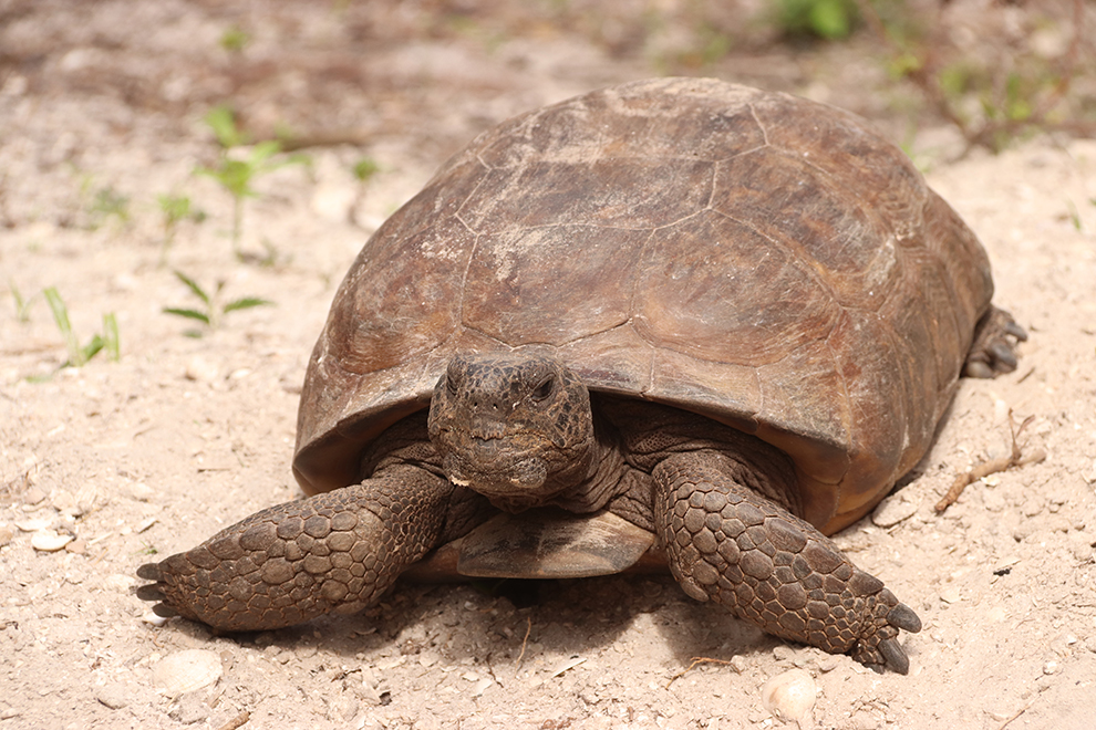 Schildpad gespot in de Florida Keys